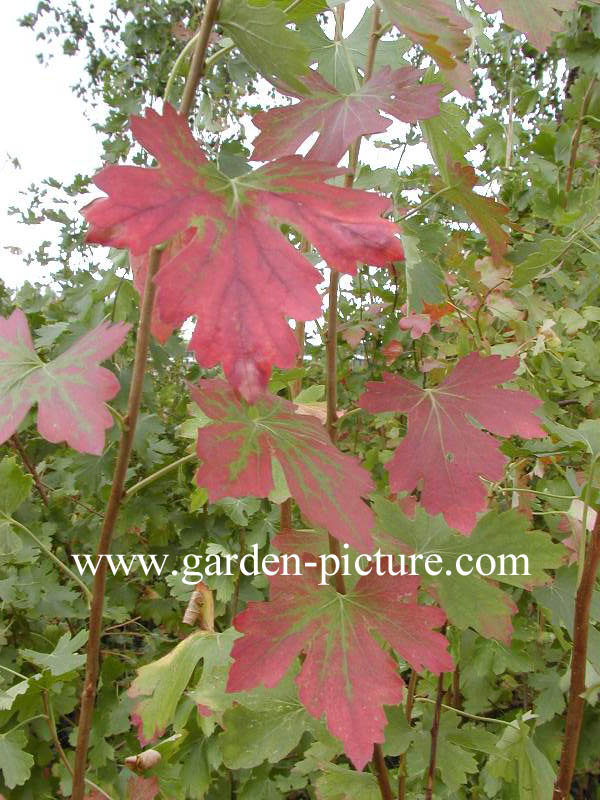 Ribes odoratum