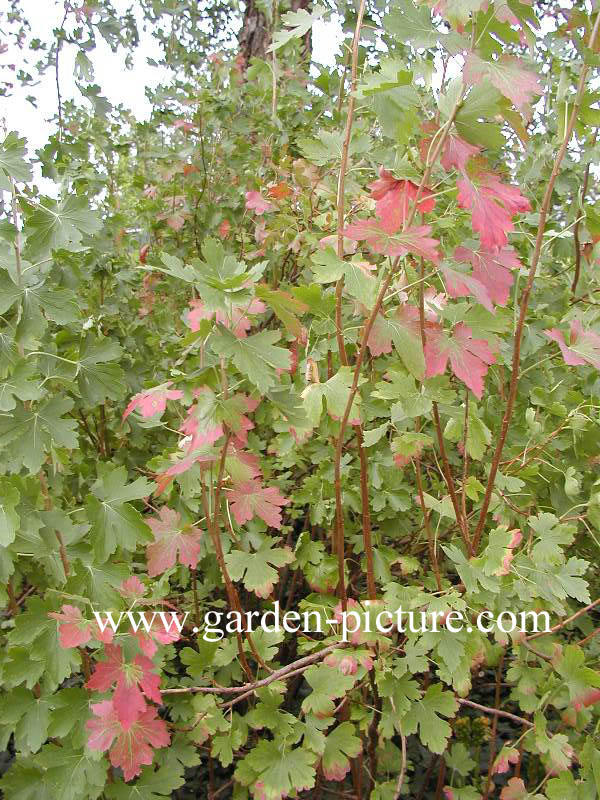 Ribes odoratum