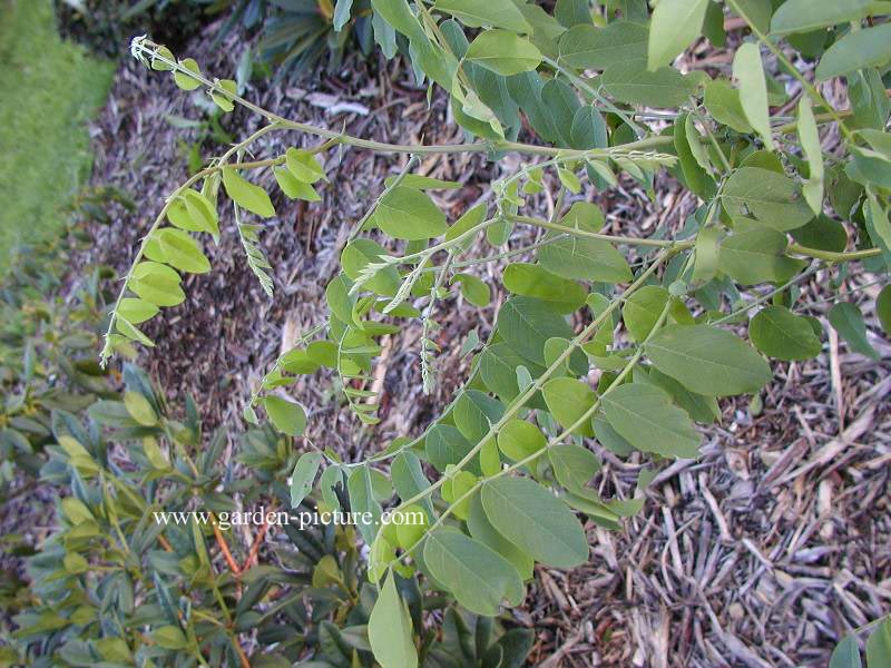 Robinia neomexicana