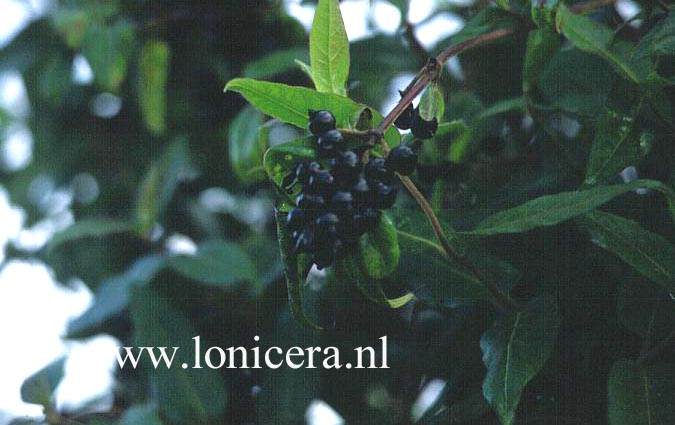 Lonicera henryi