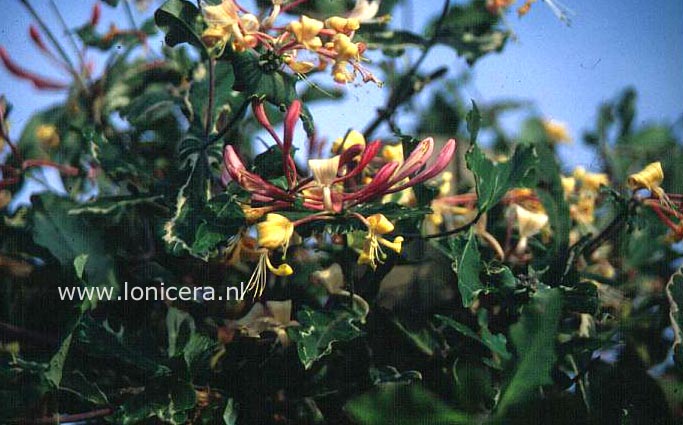 Lonicera italica 'Sherlite' (HARLEQUIN)