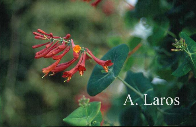 Lonicera sempervirens