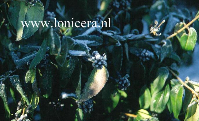 Lonicera henryi