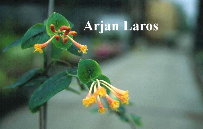 Lonicera 'Simonet'