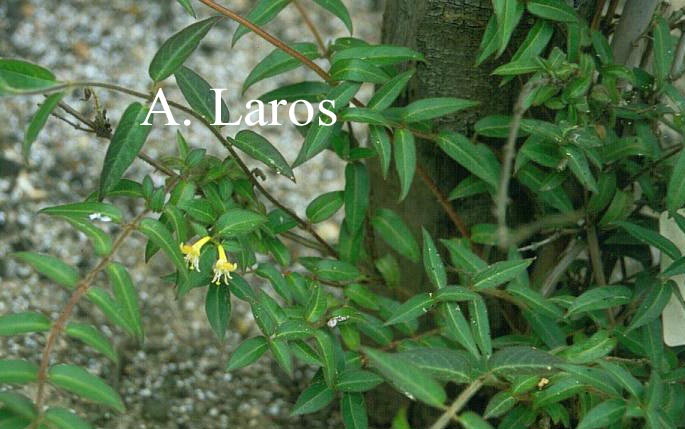 Lonicera acuminata