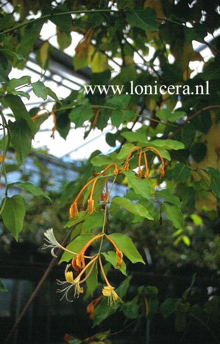 Lonicera hildebrandiana