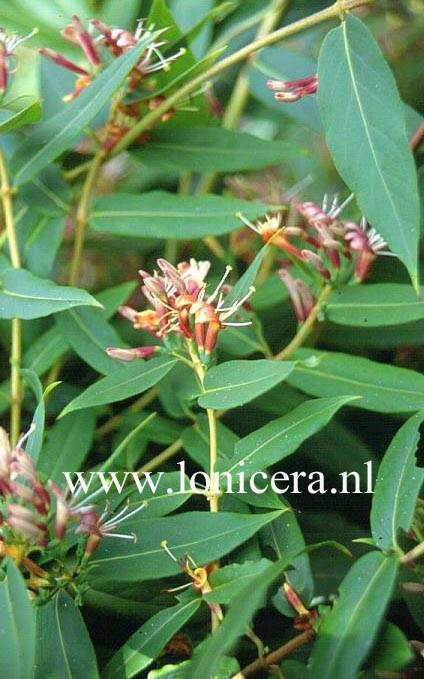 Lonicera henryi