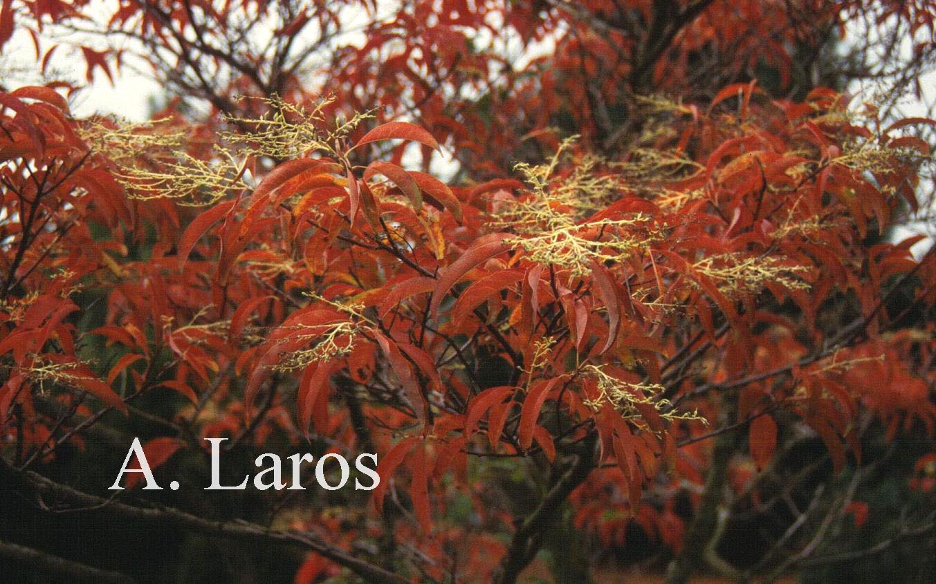 Oxydendrum arboreum