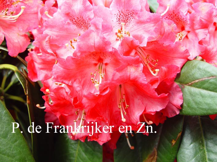 Rhododendron 'Berliner Liebe'