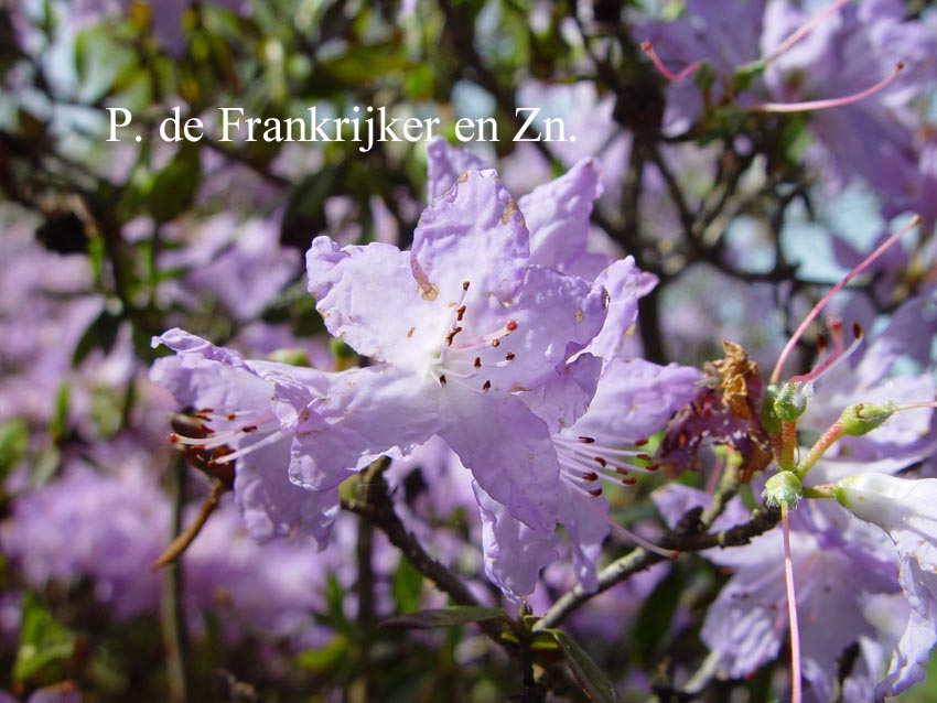 Rhododendron davidsonianum 'Lucky Hit'