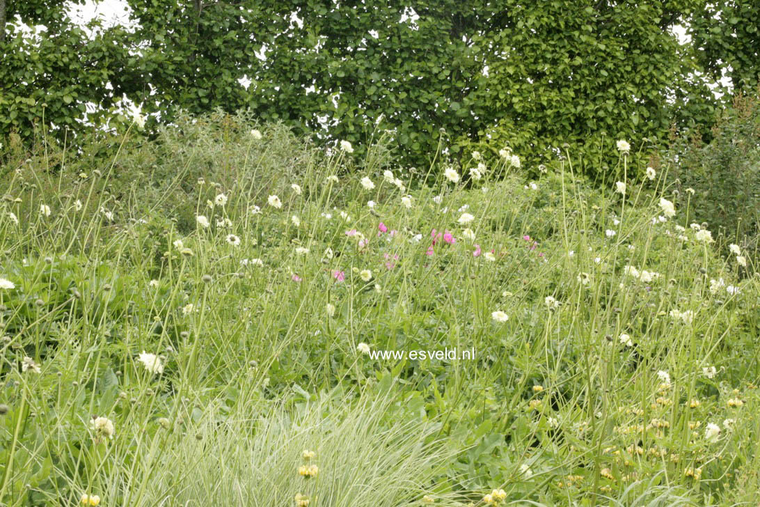 Cephalaria gigantea