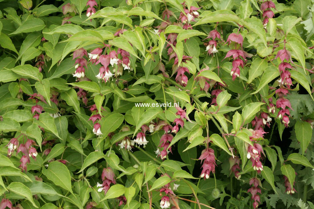 Leycesteria formosa