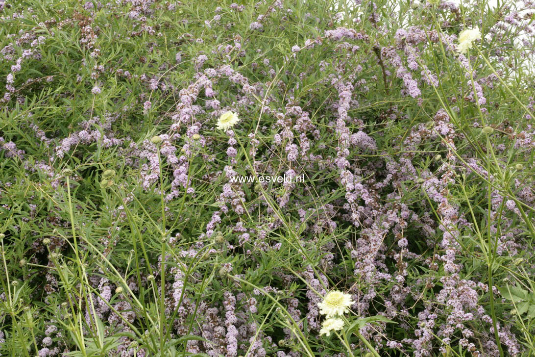 Buddleja alternifolia