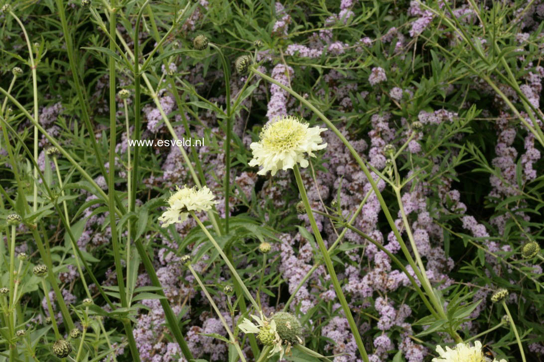 Buddleja alternifolia