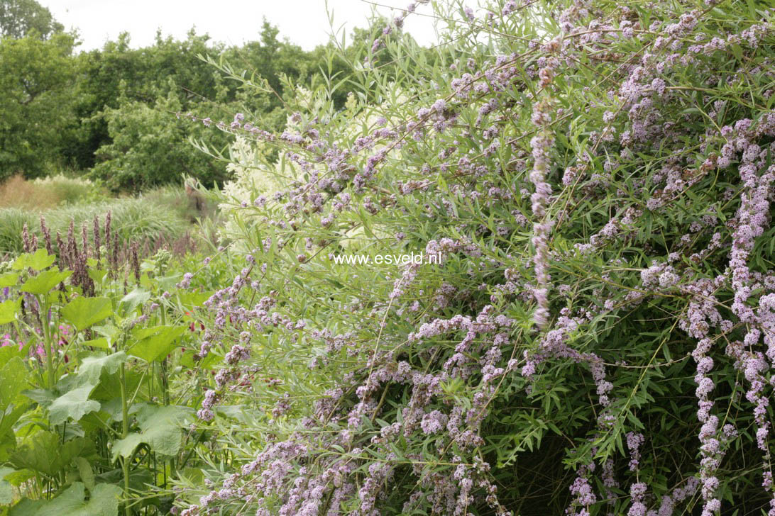 Buddleja alternifolia