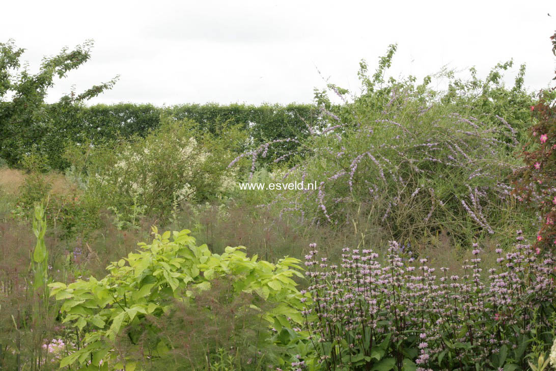 Buddleja alternifolia