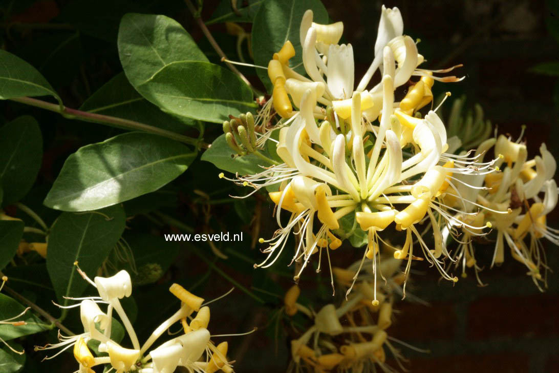 Lonicera periclymenum