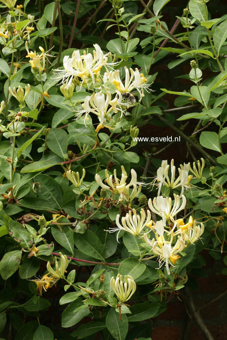 Lonicera periclymenum