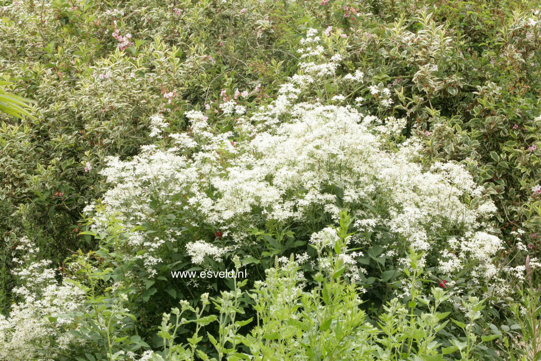 Clematis recta 'Purpurea'