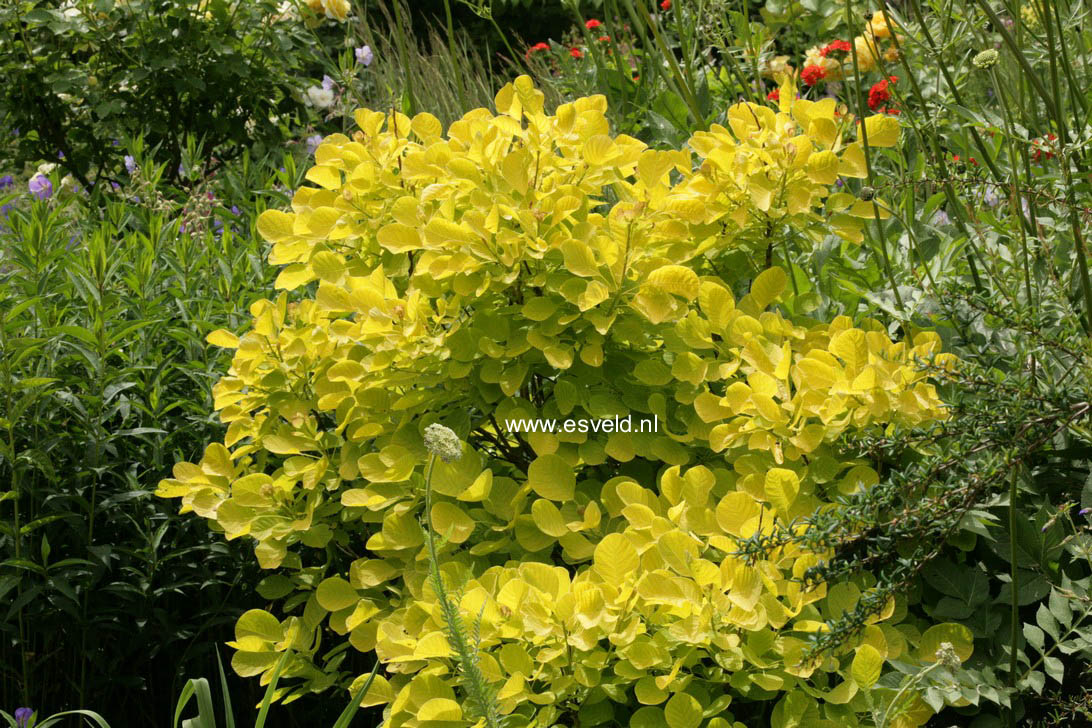 Cotinus coggygria 'Ancot' (GOLDEN SPIRIT)