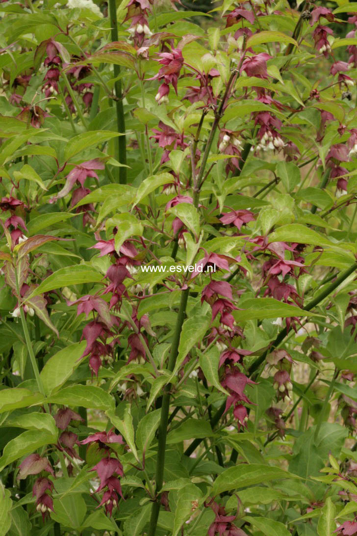 Leycesteria formosa