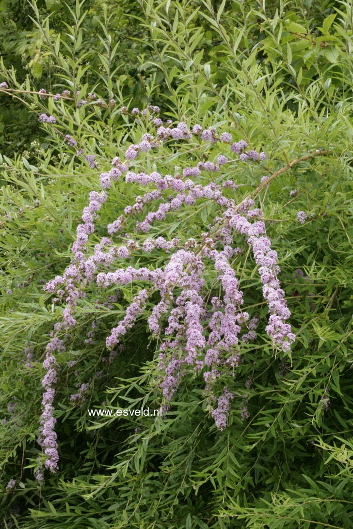 Buddleja alternifolia