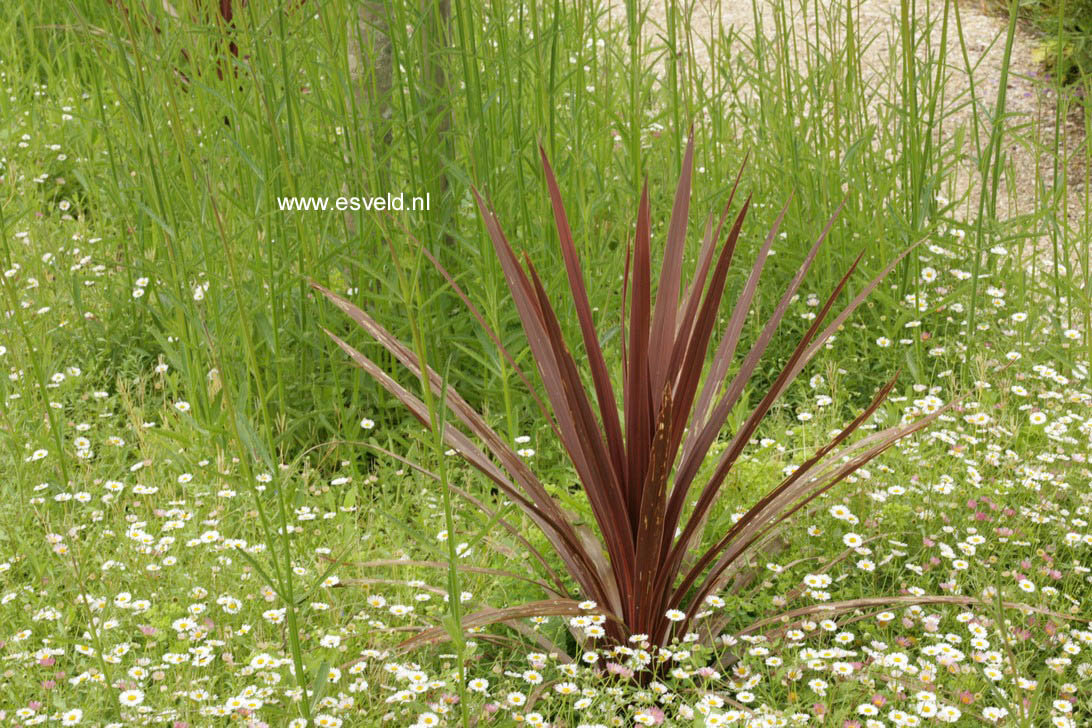 Phormium tenax 'Purpureum'