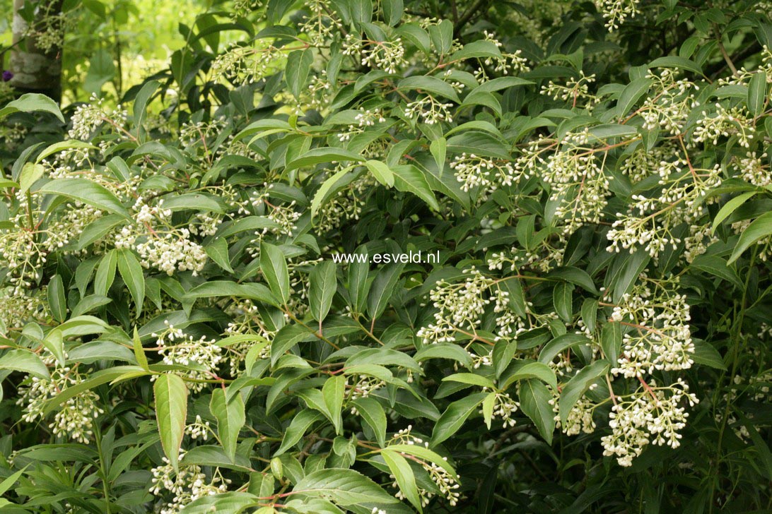 Viburnum hillieri 'Winton'