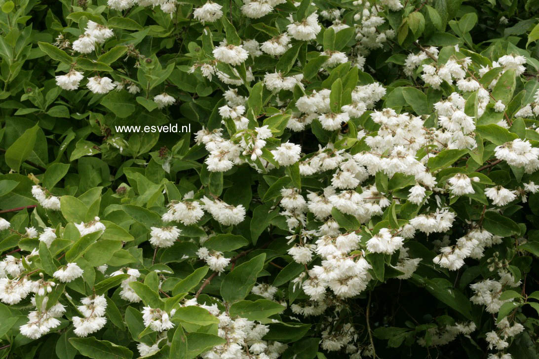 Deutzia scabra 'Plena'