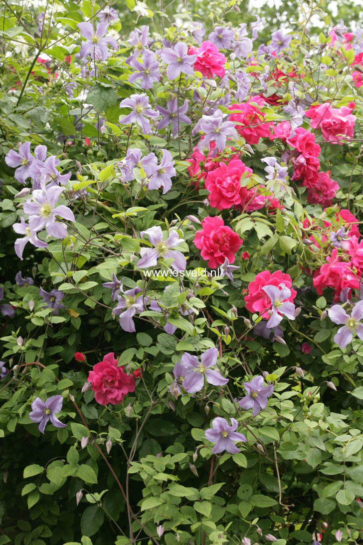 Clematis 'Prince Charles'