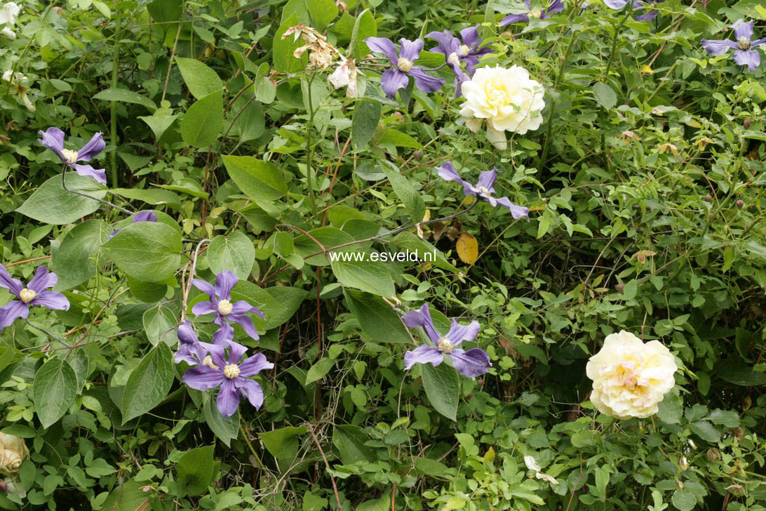 Clematis 'Durandii'