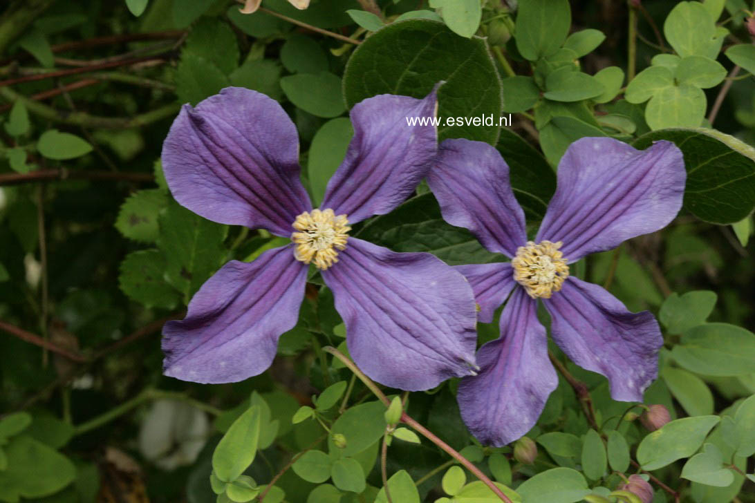 Clematis 'Durandii'