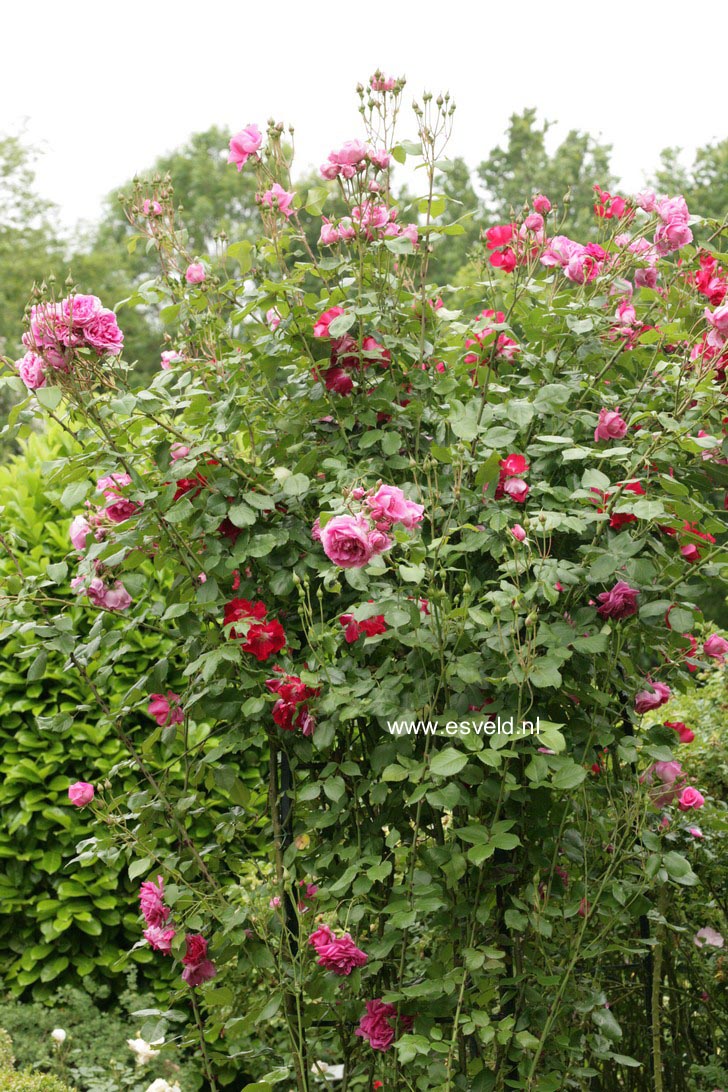 Rosa 'Pink Cloud'