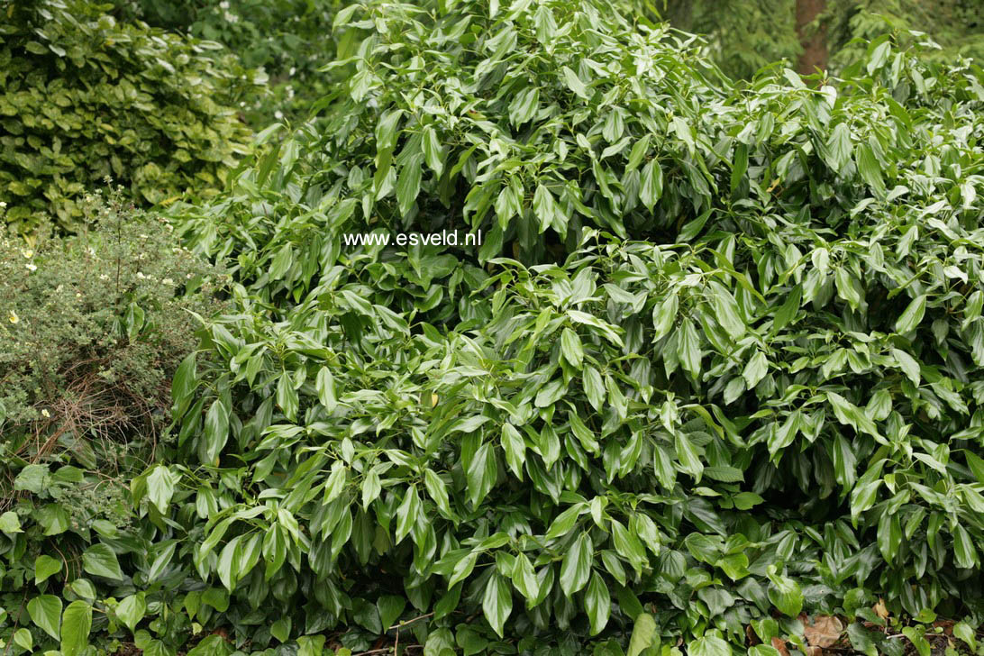 Hedera colchica 'Fall Favourite'