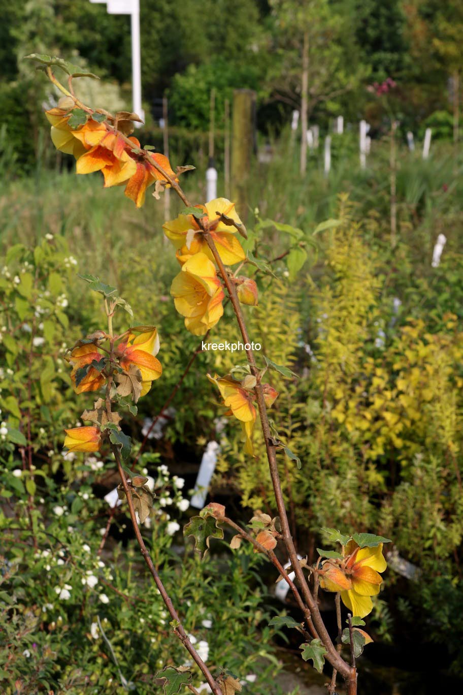 Fremontodendron californicum 'Californian Gold'