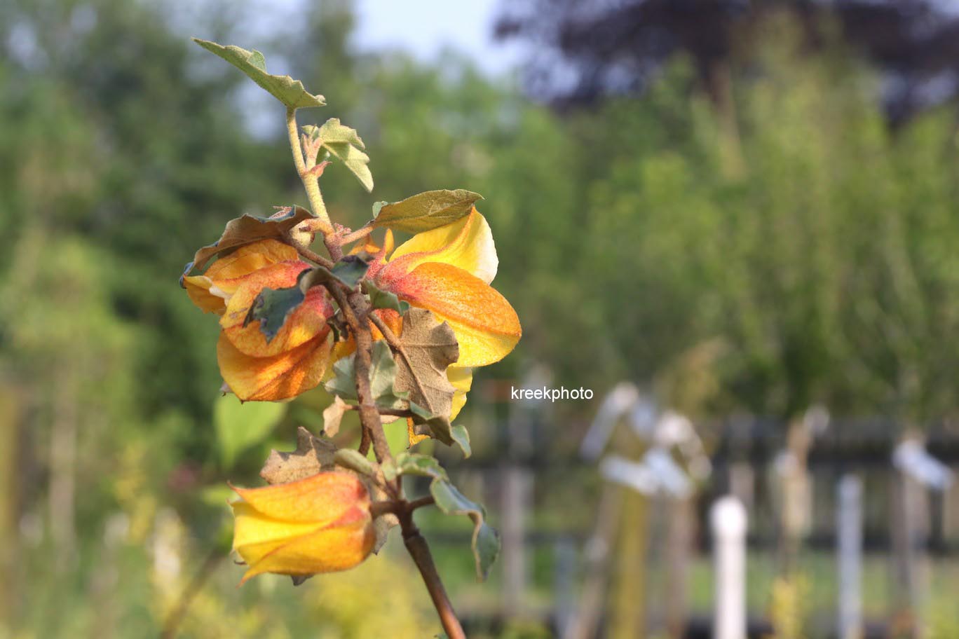 Fremontodendron californicum 'Californian Gold'