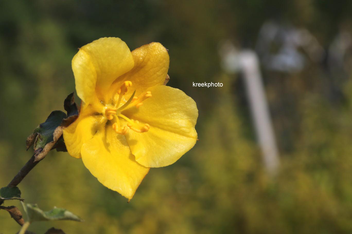 Fremontodendron californicum 'Californian Gold'