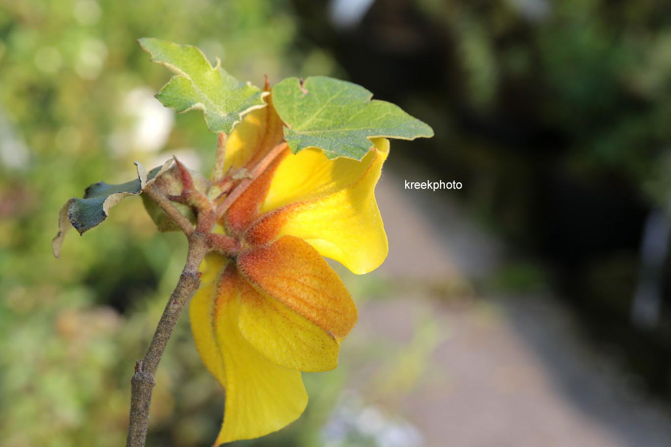 Fremontodendron californicum 'Californian Gold'