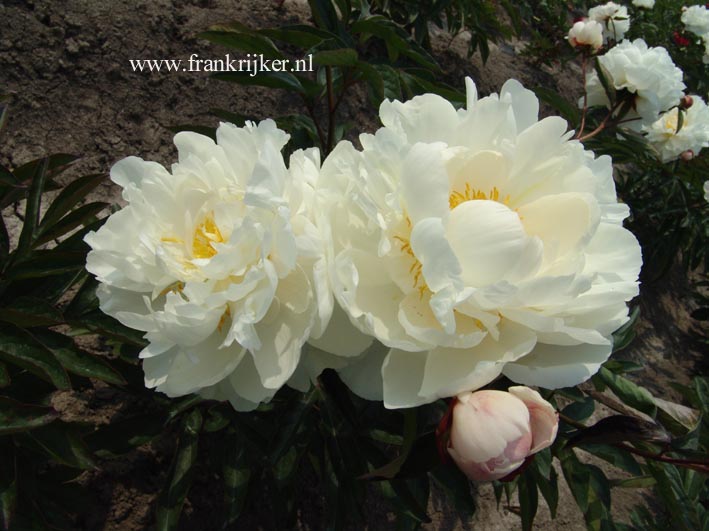 Paeonia 'Gardenia'