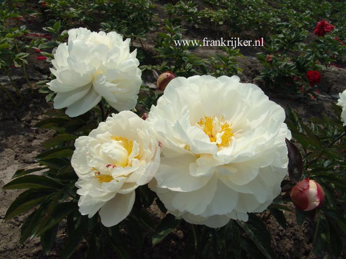 Paeonia 'Gardenia'