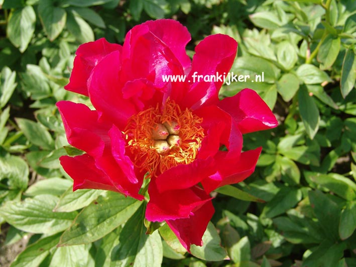 Paeonia 'Paladin'