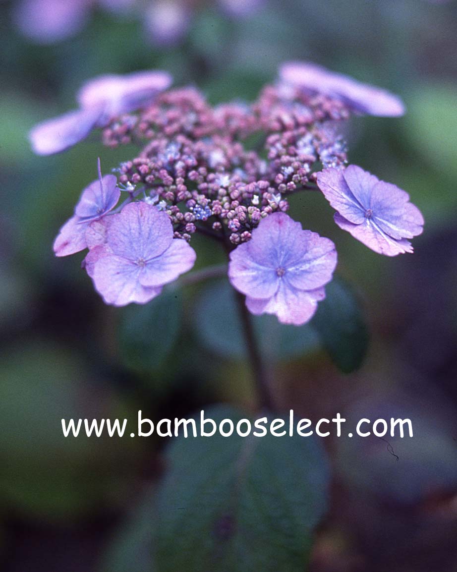 Hydrangea serrata 'Veerle'