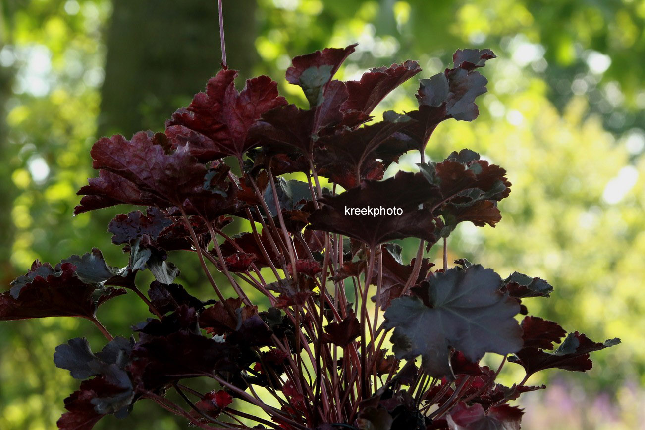 Heuchera 'Black Beauty'