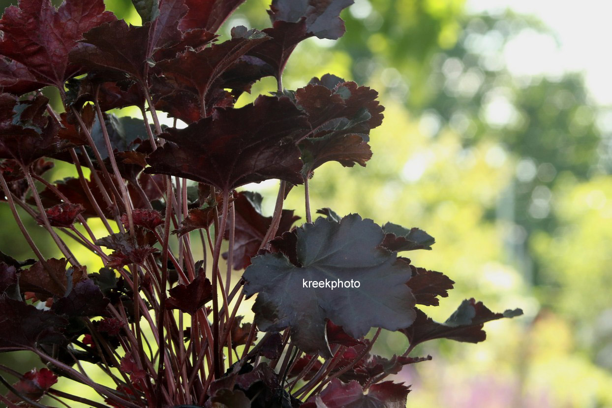 Heuchera 'Black Beauty'