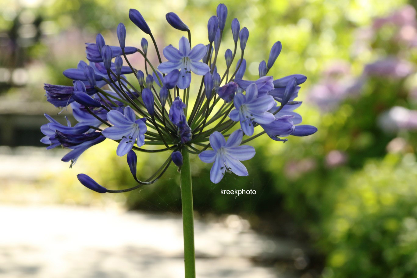 Agapanthus 'Blue Triumphator'