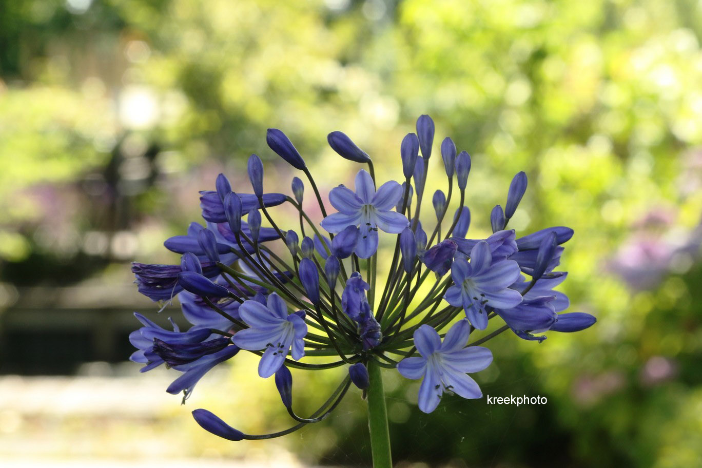 Agapanthus 'Blue Triumphator'