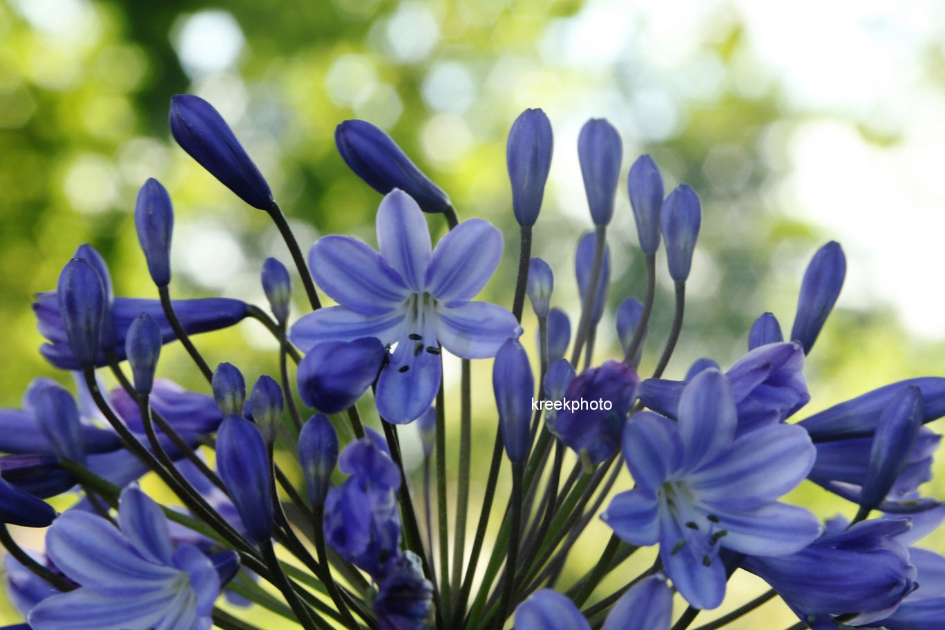 Agapanthus 'Blue Triumphator'