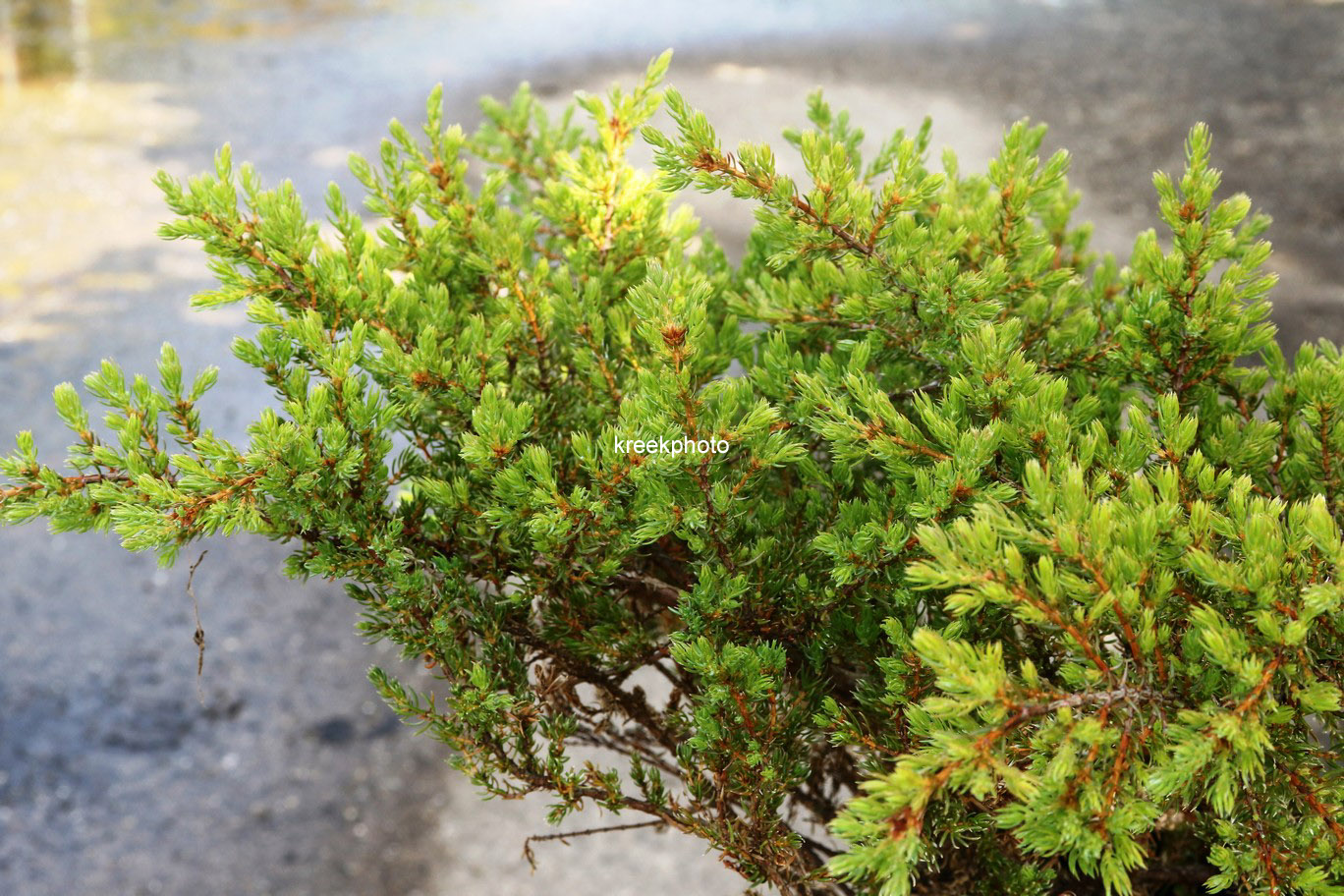 Juniperus communis 'Anna Maria'