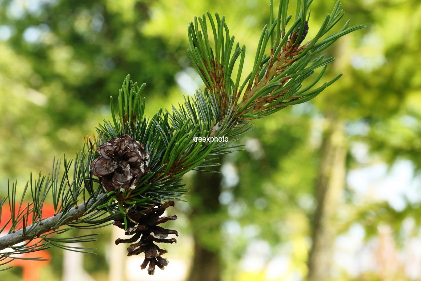 Pinus parviflora 'Ryu-ju'
