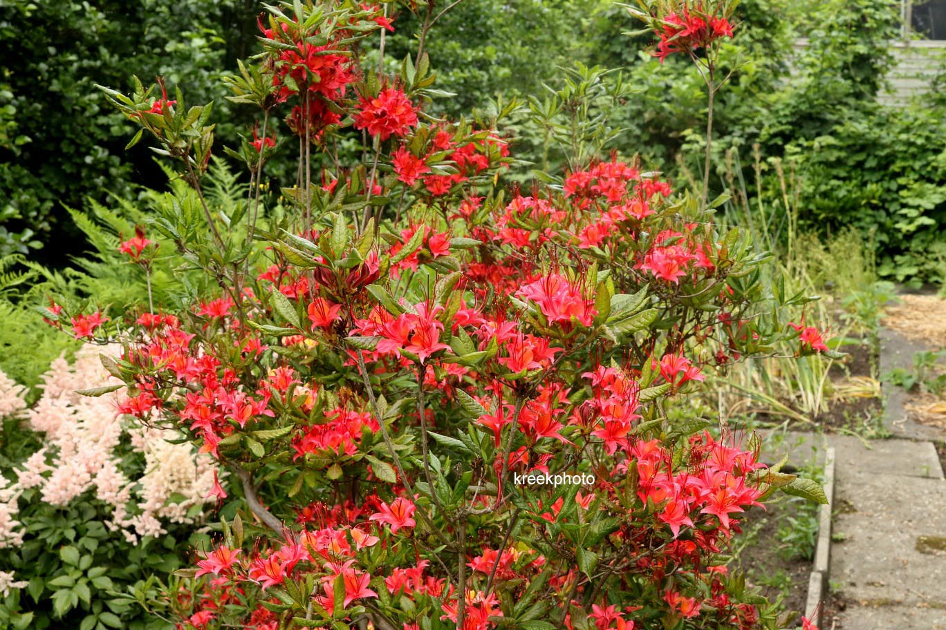 Rhododendron cumberlandense